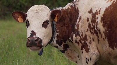 Mystery surrounds animal deaths on France's farms