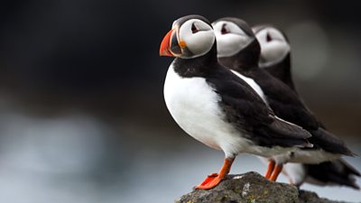 puffins.