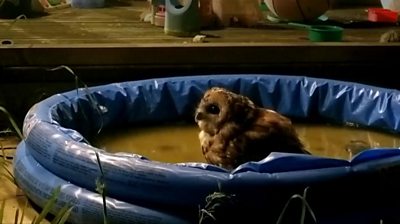 A family of owls have been making themselves at home in a paddling pool.