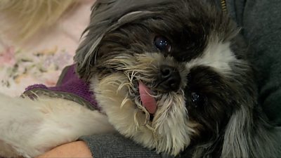 Rescue dog receives artificial jaw