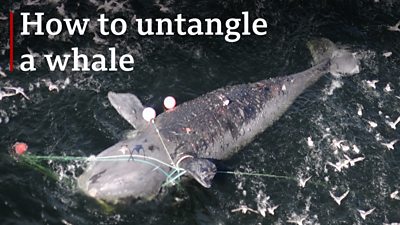 How to untangle a 70-tonne whale