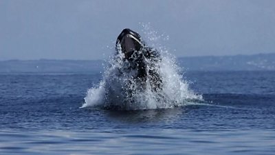 Humpback whale off Cornish coast