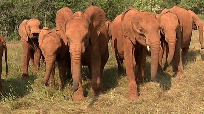 Elephants in Nairobi orphanage