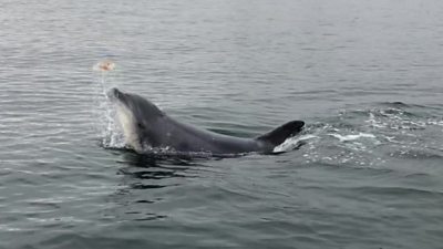 Dolphin flipping jellyfish