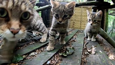 Wildcat kittens born in Kent