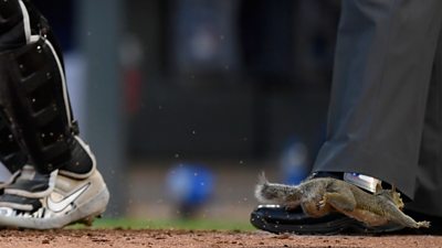 Squirrel at MLB game