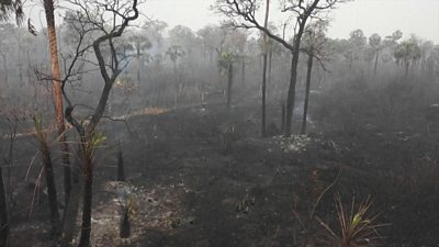 Burned trees are seen in this still