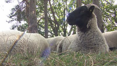 Hampstead Heath sheep