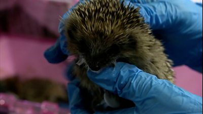 A rescued hedgehob