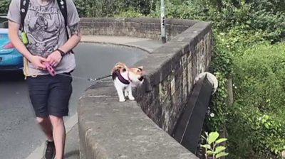 Mike walking his cat