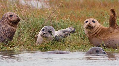 seals