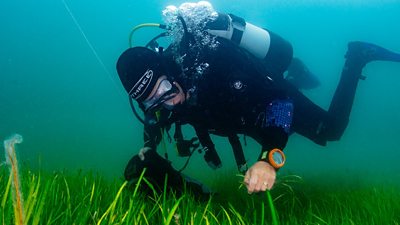 A diver picks Seagrass