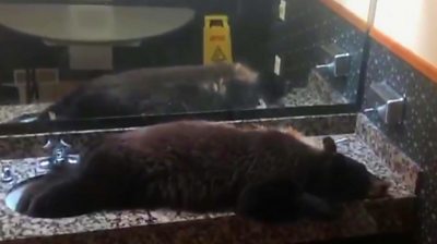 bear asleep in a sink