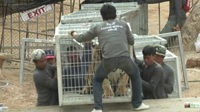 Thai officials have started an operation to remove all the living tigers at the Tiger Temple.