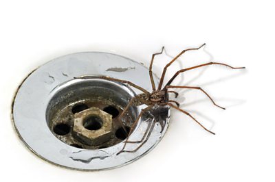 Spider on a plughole