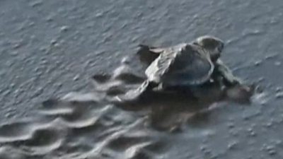 Saving baby turtles to underwater hockey.