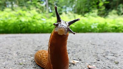 slug