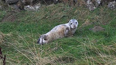 A walker was surprised to stumble across a small seal pup on a coastal path 165ft (50m) up from the sea.