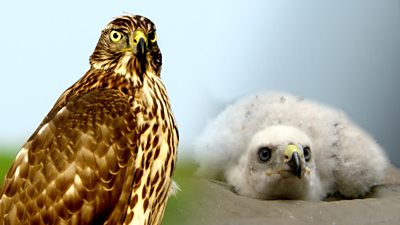 Goshawks