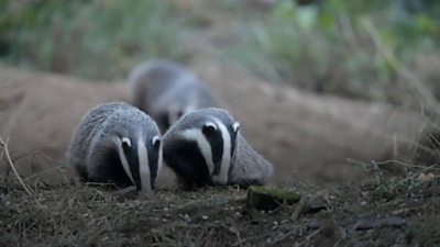 Badgers