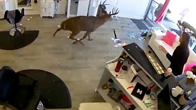 Deer in salon