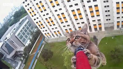 cat being rescued