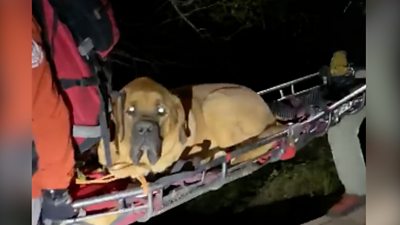 The 190-pound mastiff was injured in a canyon in Salt Lake City but his owner was unable to carry him.