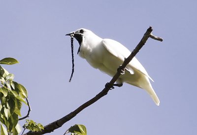 wHITE-BELLBIRD.