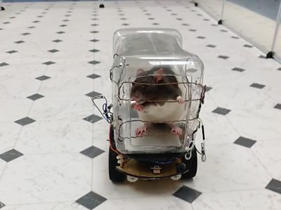 Rat peeking out of a little plastic car