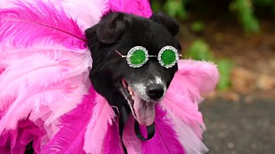 Dog dressed a Rihanna