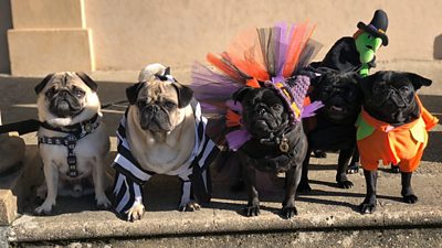 Dogs dressed up for "Pug'o'ween"