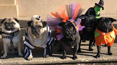 "Pug'o'ween" dogs in Norwich
