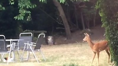 Deer in a garden