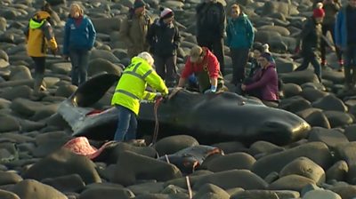 sperm whale