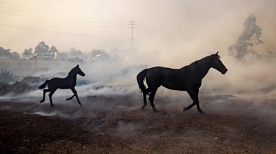 Horses in smoke