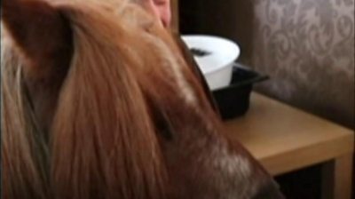 The 30-year-old miniature Shetland pony is trained to visit care homes, schools and hospices.