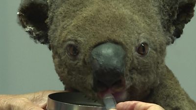 The koala drinks through a syringe