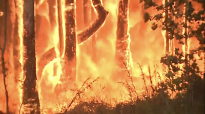 Trees burning in Australia