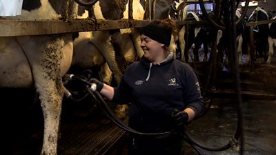 Margaret Little milking cows in a parlour