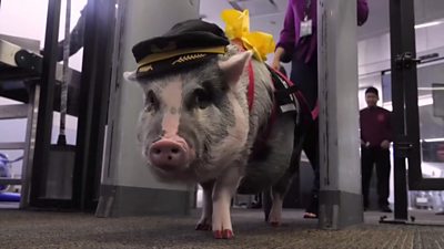 ICYMI: Pigs, turtles and a jet suit world record