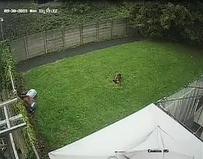 Manchester woman's dog theft caught on CCTV