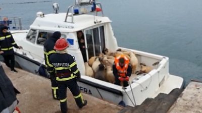 Sheep rescued from overturned cargo ship off Romania