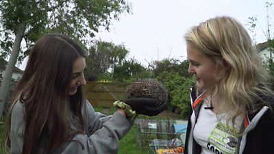 Meet the girls who rescue hedgehogs