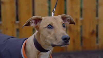 Dog in sensory garden