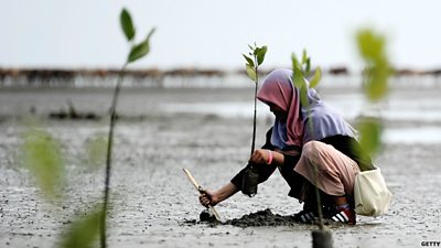 Student planting a tree in Sumatra, Indonesia