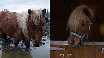 Tink the miniature Shetland pony
