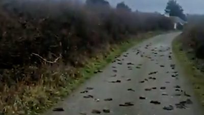 Dead birds on road