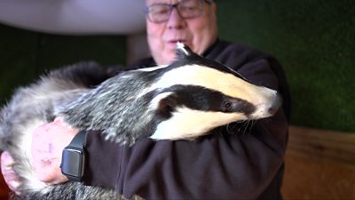 Geoff Grewcock holding a rescued badger