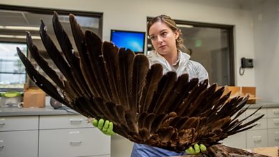 Laura Mallory examining eagle feathers