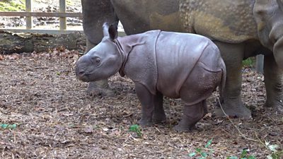 baby-rhino.